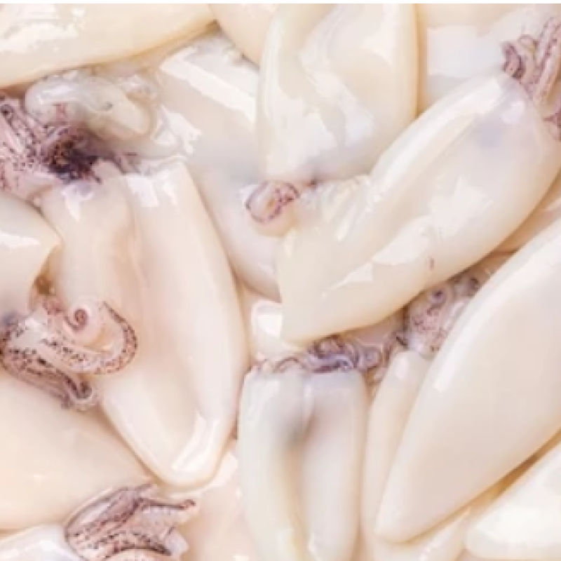 Cephalopods