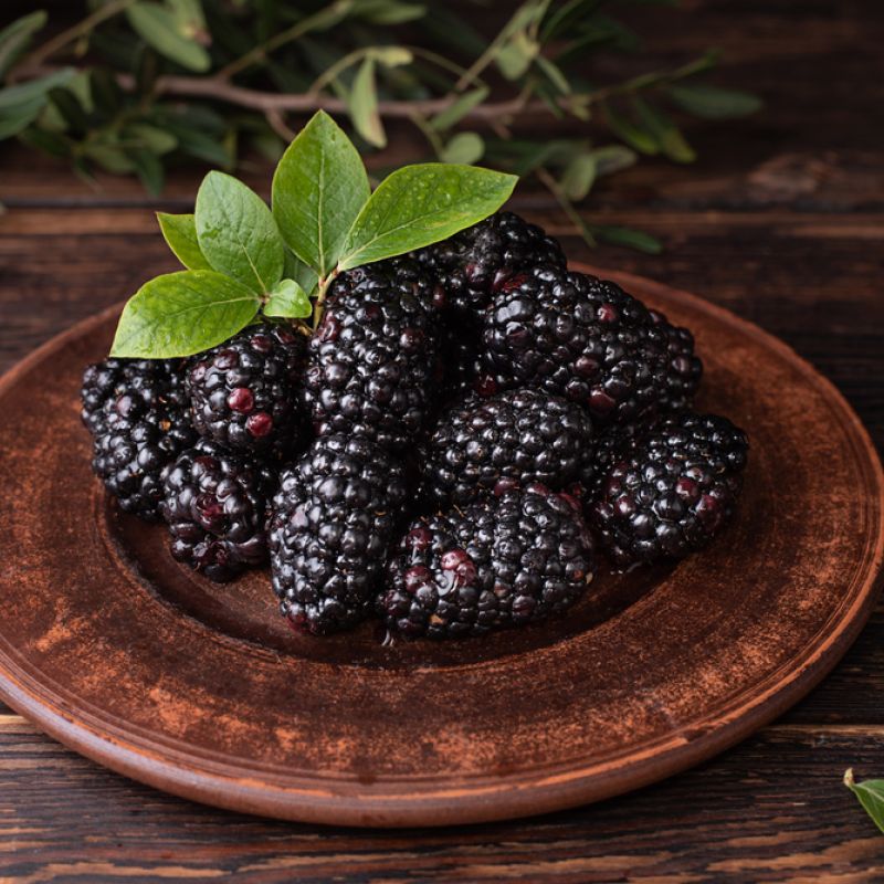 Mulberry