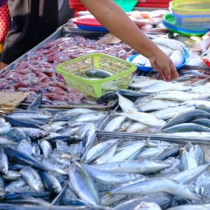 Fisheries & Livestock